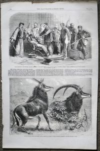 Antique Print, Sable Antelope from Southern Africa; British Embassy at Japan, 1861