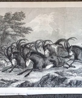 Antique Print, Hunting the Sable Antelope in South Africa, 1871