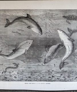 Antique Print Feeding the Porpoises at the Brighton Aquarium, 1874