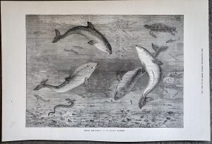 Antique Print Feeding the Porpoises at the Brighton Aquarium, 1874