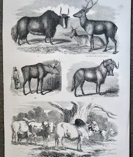 Antique Print, Brahmin Bull, Heifer, and Calf, Bred at Knowsley, 1851
