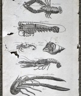 Antique Engraving Print, Crustaceus Animals, 1750 ca.