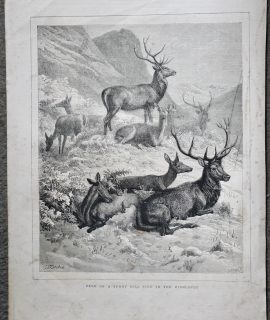 Antique Print, Deer on a Sunny Hill side in the Highlands, 1872