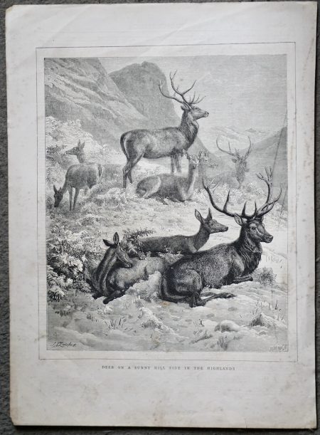 Antique Print, Deer on a Sunny Hill side in the Highlands, 1872
