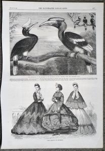 Antique Engraving Print, The Hornbills, 1864