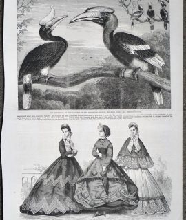 Antique Print, The Hornbills, 1864