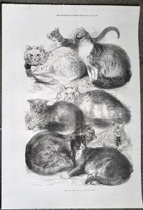 Antique Print, The Cat show at the Crystal Palace, 1871