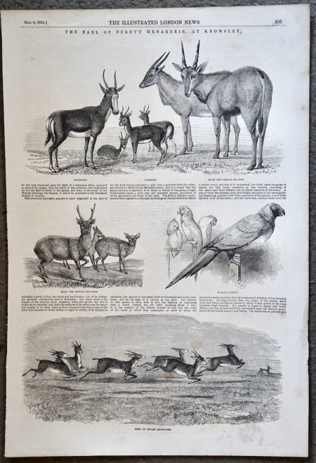 Antique Print, Herd of Indian Antelopes, 1851