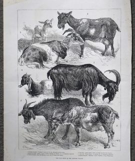 Antique Print, The Goat Show at the Crystal Palace, 1883