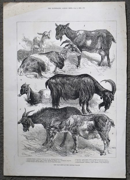 Antique Print, The Goat Show at the Crystal Palace, 1883