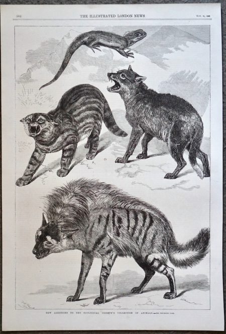 Antique Print, Animals, 1868