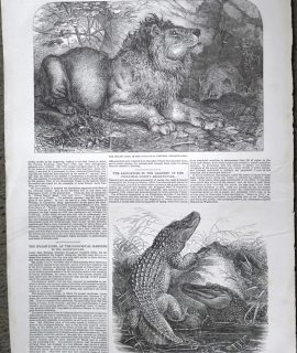 Antique Print, The Indian Lions; Alligators, 1854