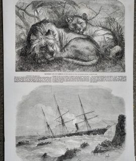 Antique Print, Babylonian Lions; Cazador, 1856
