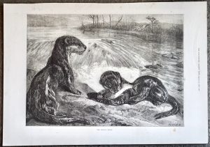 Antique Print, Otters, 1871