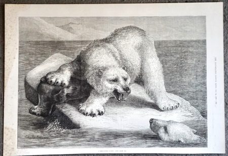Antique Print, Bear, 1881