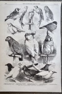 Antique Print, Birds at the Crystal Palace Show, 1865