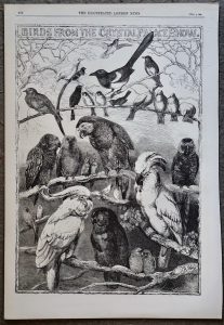 Antique Print, Birds from the Crystal Palace Show, 1858