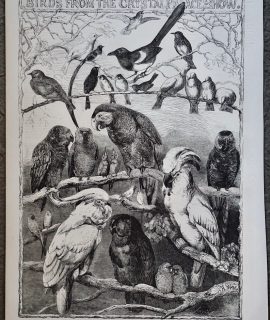 Antique Print, Birds from the Crystal Palace Show, 1858