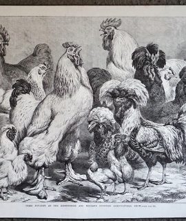Antique Print, Poultry, 1868