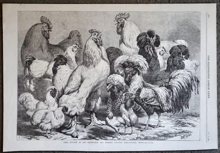Antique Print, Poultry, 1868