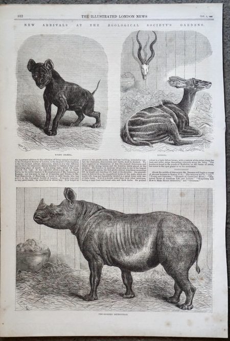 Antique Print, Rhinoceros; Hyaena; Koodoo, 1868