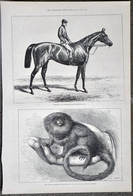 Antique Print, Hampton; The Pigmy Marmozet, 1877