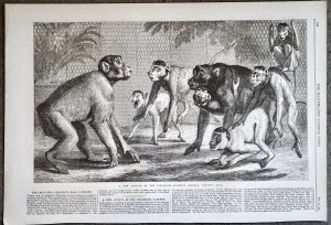 Antique Print, Monkeys, 1868