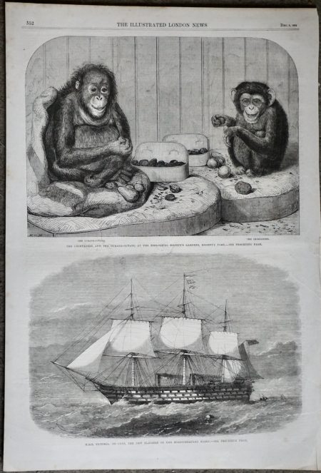 Antique Print, The Chimpanzee and the Ourang-outang; H.M.S. Victoria, 1864