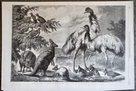 Antique Print, Australian Birds and Animals, 1868