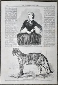 Antique Print, Tiger; Mdlle Lotti, 1859