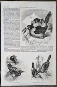 Antique Engraving Print, Toucans, 1855