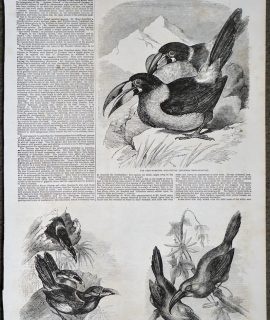 Antique Print, Toucans, 1855