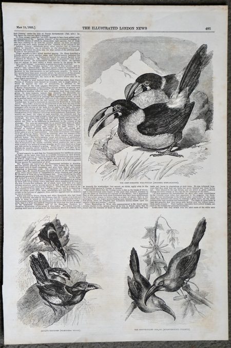 Antique Print, Toucans, 1855