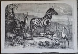 Antique Print, Group of Animals, 1861