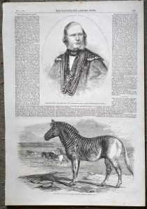 Antique Print, The Quagga; Alderman David Williams Wire, 1858