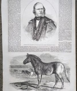 Antique Print, The Quagga; Alderman David Williams Wire, 1858