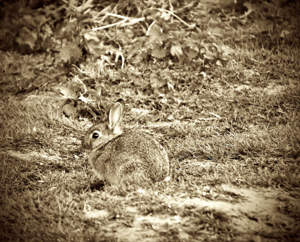 Protostoria sarda, date, reazioni