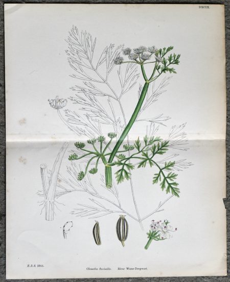Antique Print, River Water-Dropwort, 1890