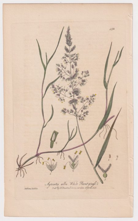 Antique Engraving Print, Agrostis alba, 1842