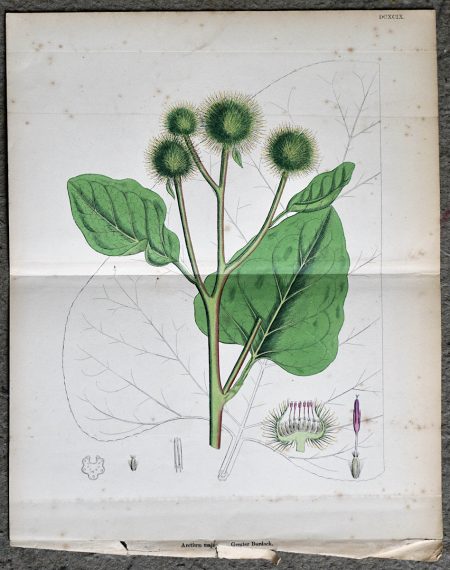 Antique Print, Arctium Majus, Greater Burdock, 1890