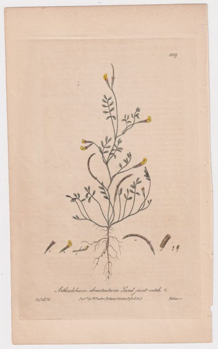 Antique Engraving Print, Arthrolobium ebracteatum, 1843
