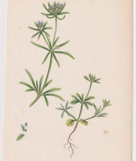 Antique Print, Asperula arvensis, 1865