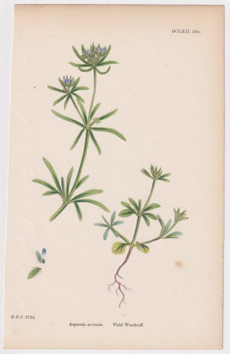 Antique Print, Asperula arvensis, 1865