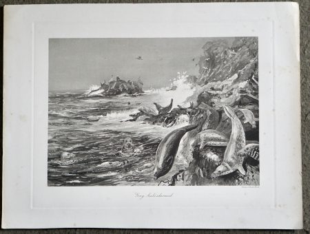 Antique Engraving Print, Grey Seals Alarmed, 1870 ca.