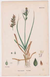 Antique Print, Carex arenaria, 1865