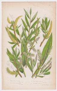 Antique Print, Common White Willow, 1860