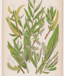 Antique Print, Common White Willow, 1860