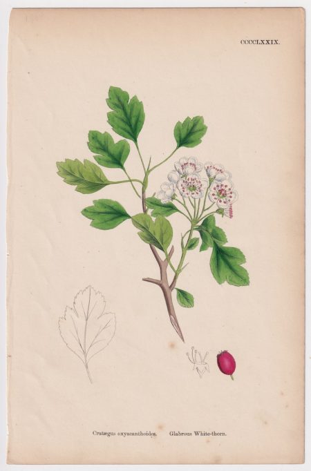 Antique Print, Crataegus Oxyacanthoides, 1865