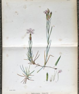 Antique Print, Dianthus Plumarius, Common Pink, 1890
