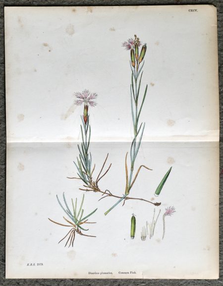 Antique Print, Dianthus Plumarius, Common Pink, 1890